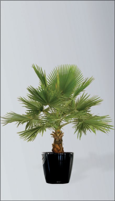 پالم بادبزنی